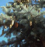 Picea pungens форма glauca. Ветви со зрелыми шишками. Курская обл., г. Железногорск. 20 июля 2007 г.