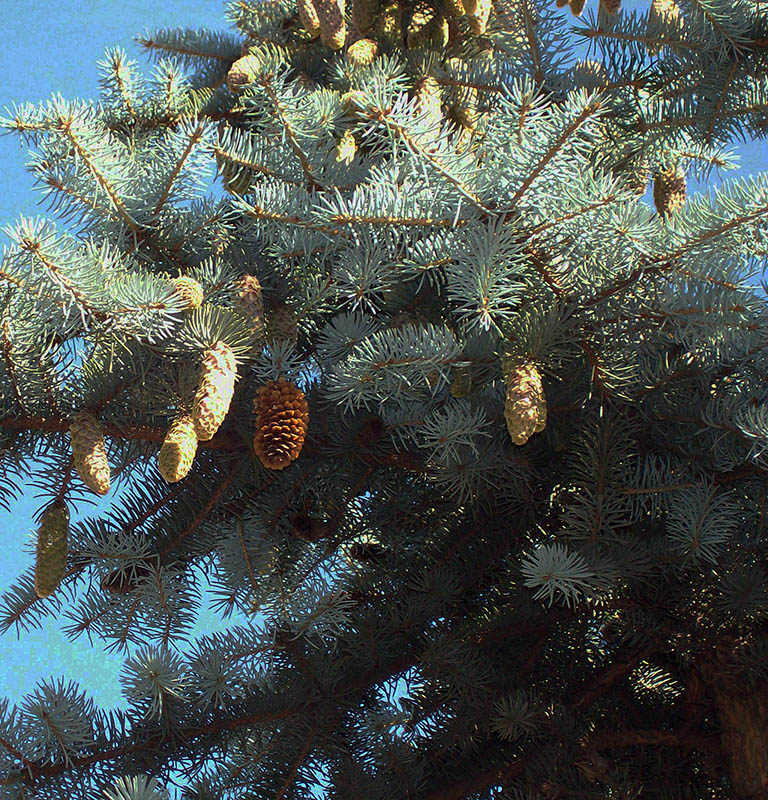 Изображение особи Picea pungens f. glauca.