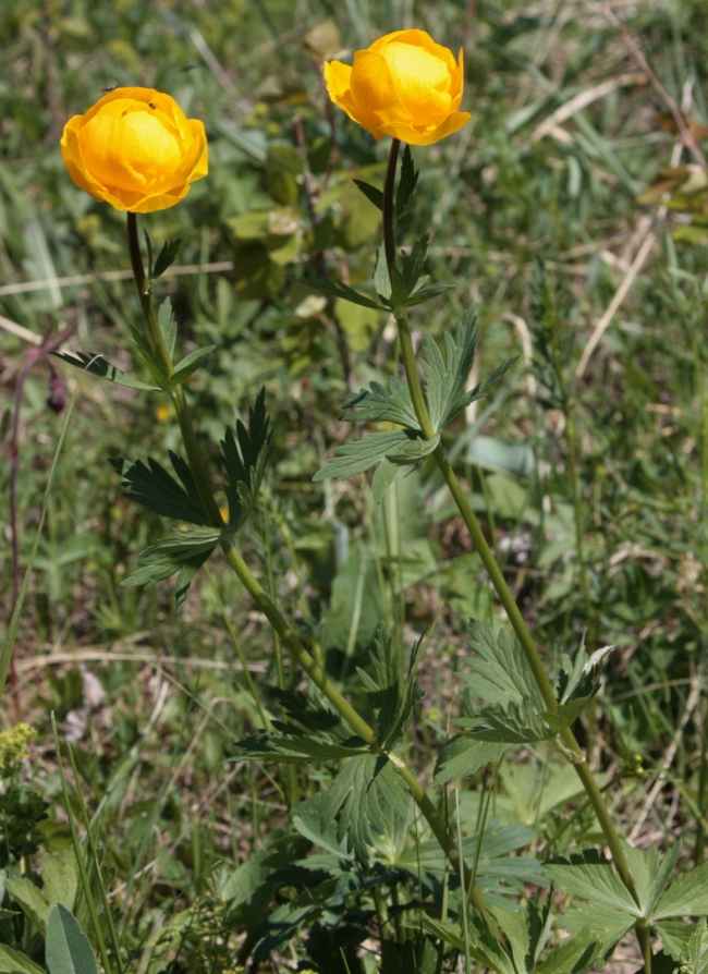 Image of Trollius ilmenensis specimen.