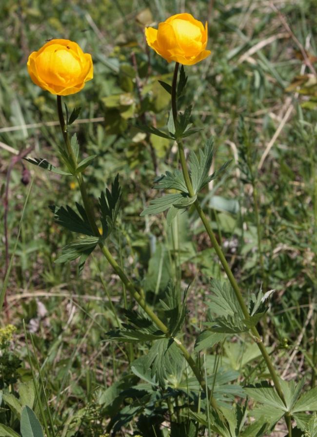 Изображение особи Trollius ilmenensis.