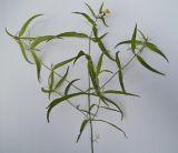 Melampyrum pratense