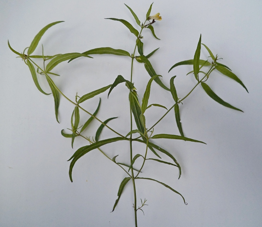 Image of Melampyrum pratense specimen.