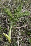 Ferula tenuisecta. Молодой побег. Южный Казахстан, горы Каракус. 09.04.2012.