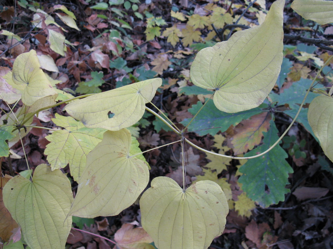 Image of Dioscorea caucasica specimen.