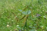 Vicia unijuga