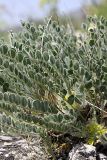 genus Astragalus