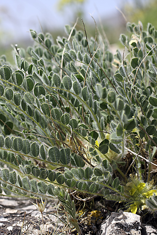 Изображение особи род Astragalus.