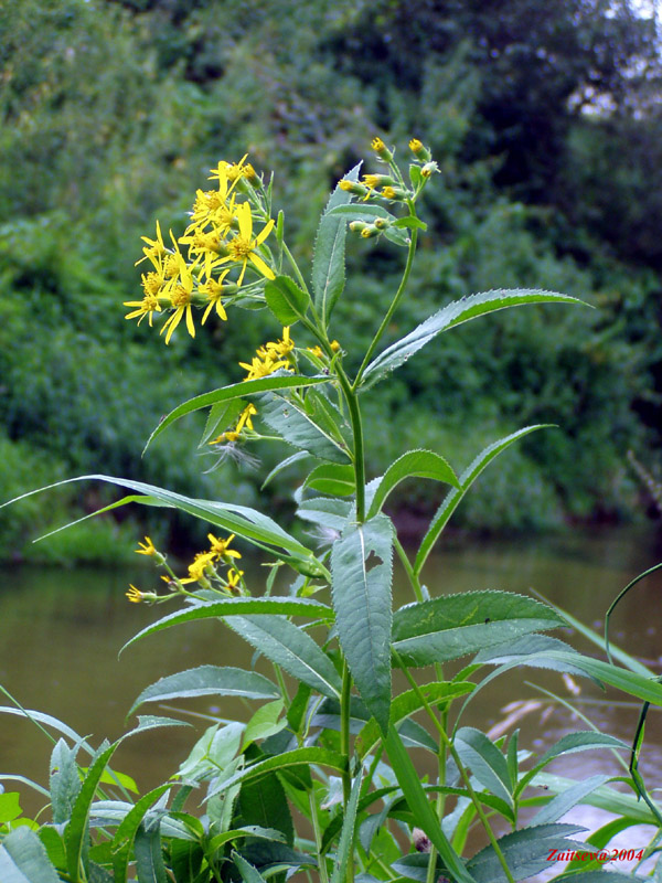 Image of Senecio sarracenicus specimen.