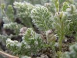 Richteria pyrethroides