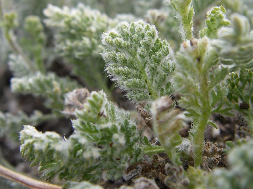 Image of Richteria pyrethroides specimen.