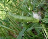 Vicia grandiflora. Часть побега с незрелым плодом-бобом и гнездом пенницы (Aphrophoridae). Ростов-на-Дону, левый берег р. Дон, на опушке пойменного леса. 15.05.2012.