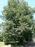 Tilia × europaea. Плодоносящее дерево. Москва, Воробьёвы горы, ул. Косыгина. 04.07.2012.