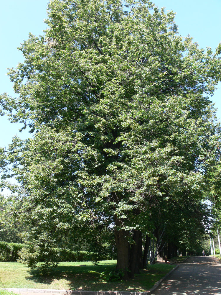 Изображение особи Tilia × europaea.