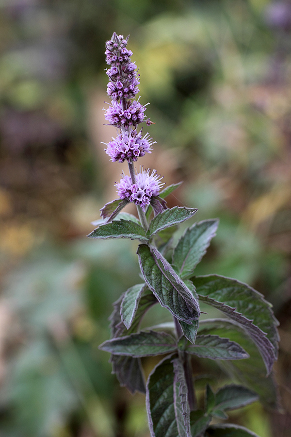 Изображение особи род Mentha.