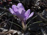 Crocus vernus