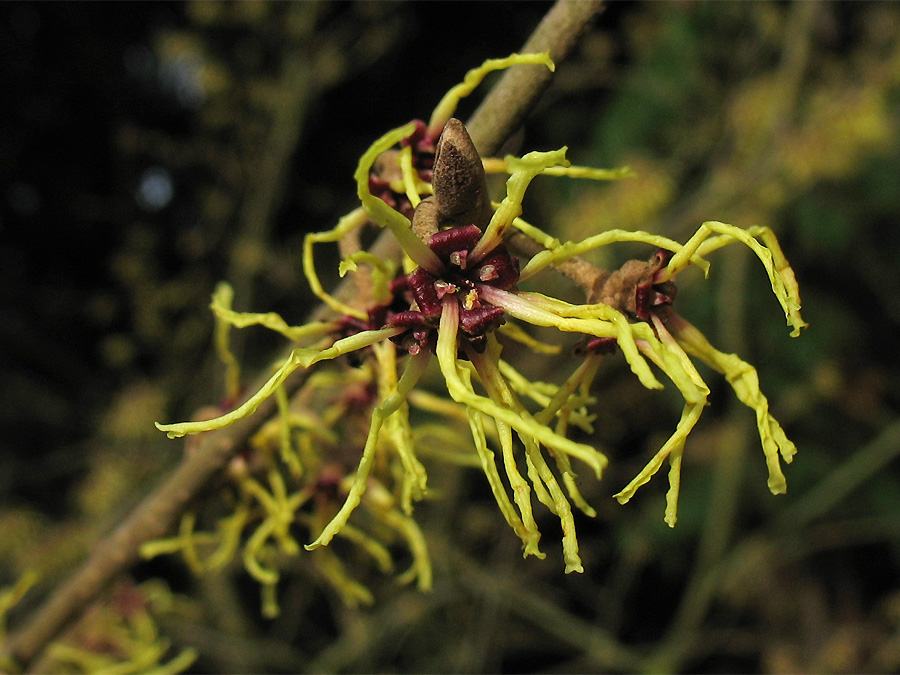 Изображение особи Hamamelis japonica.