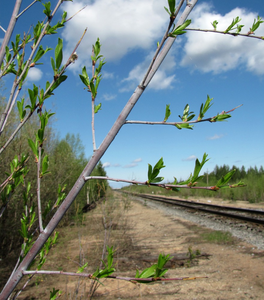 Изображение особи Salix acutifolia.