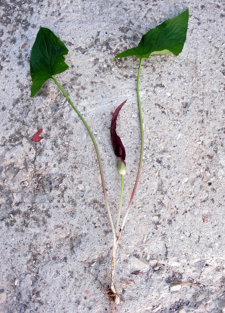 Изображение особи Arum maculatum.