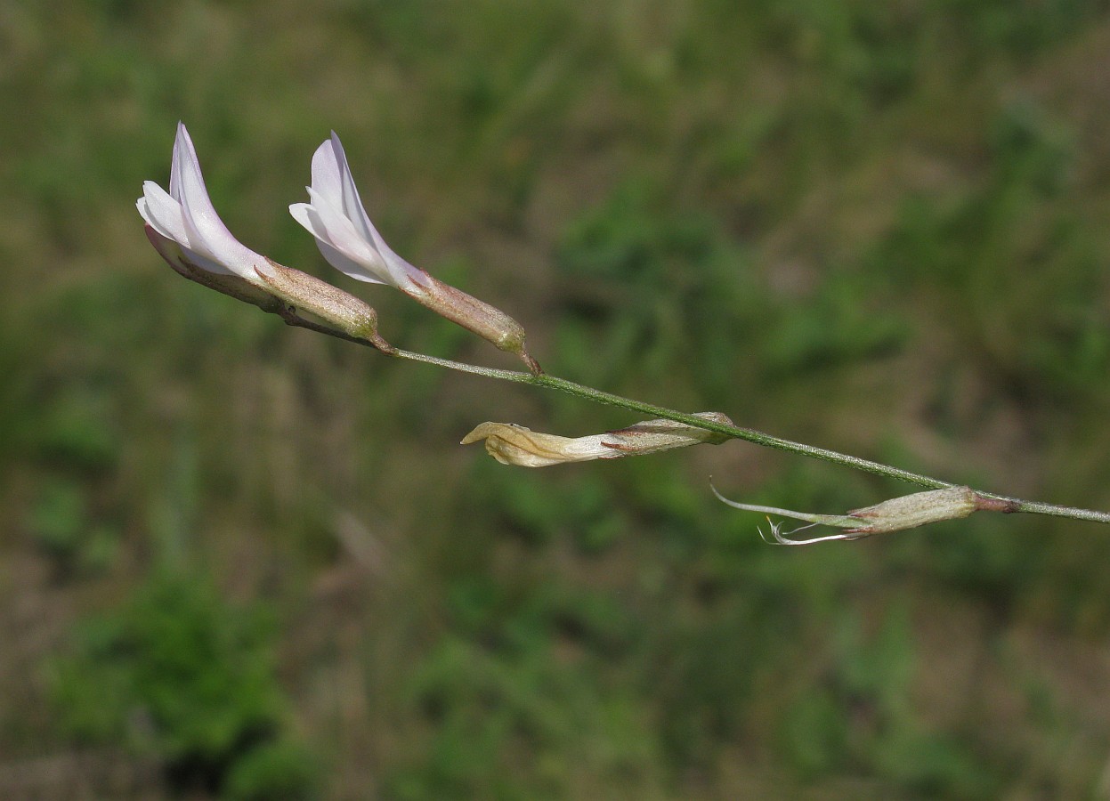 Изображение особи Astragalus ucrainicus.