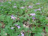 Cardamine quinquefolia