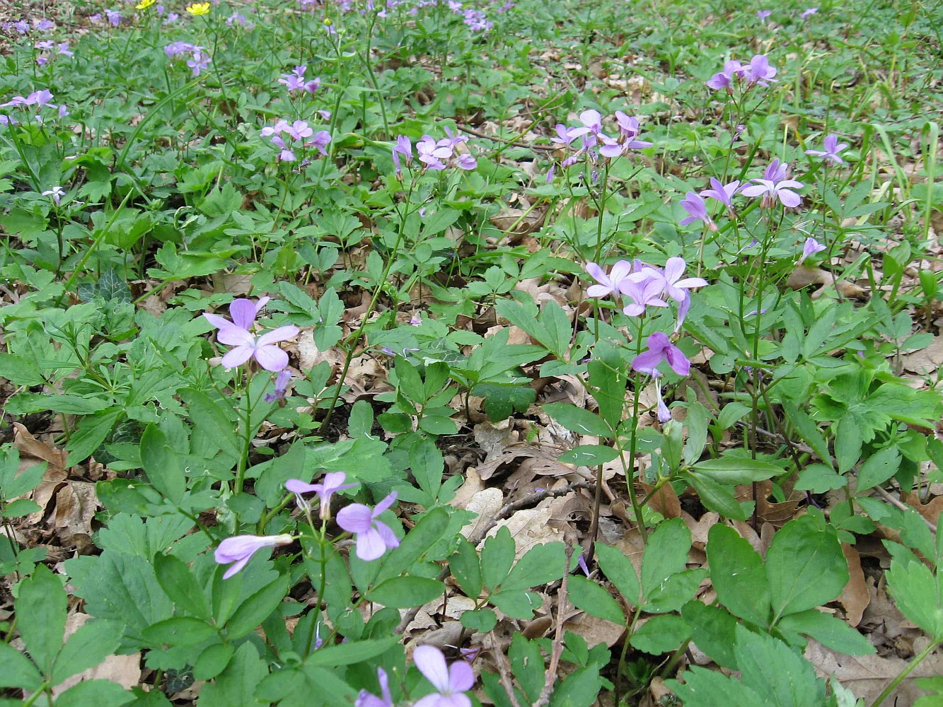 Изображение особи Cardamine quinquefolia.