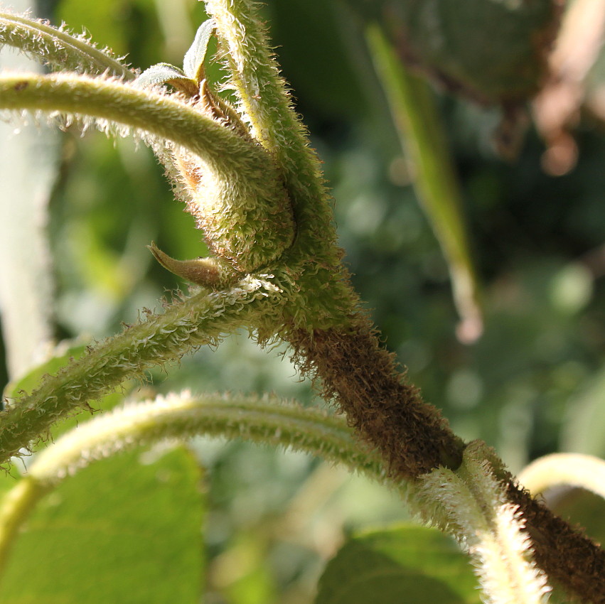 Image of Hydrangea aspera ssp. sargentiana specimen.