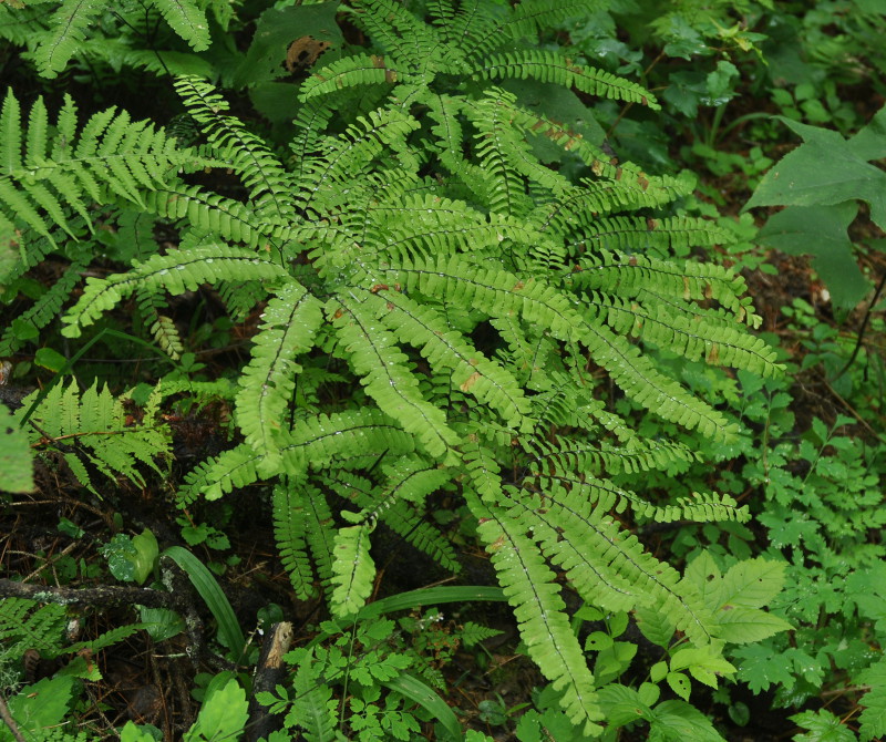 Image of Adiantum pedatum specimen.