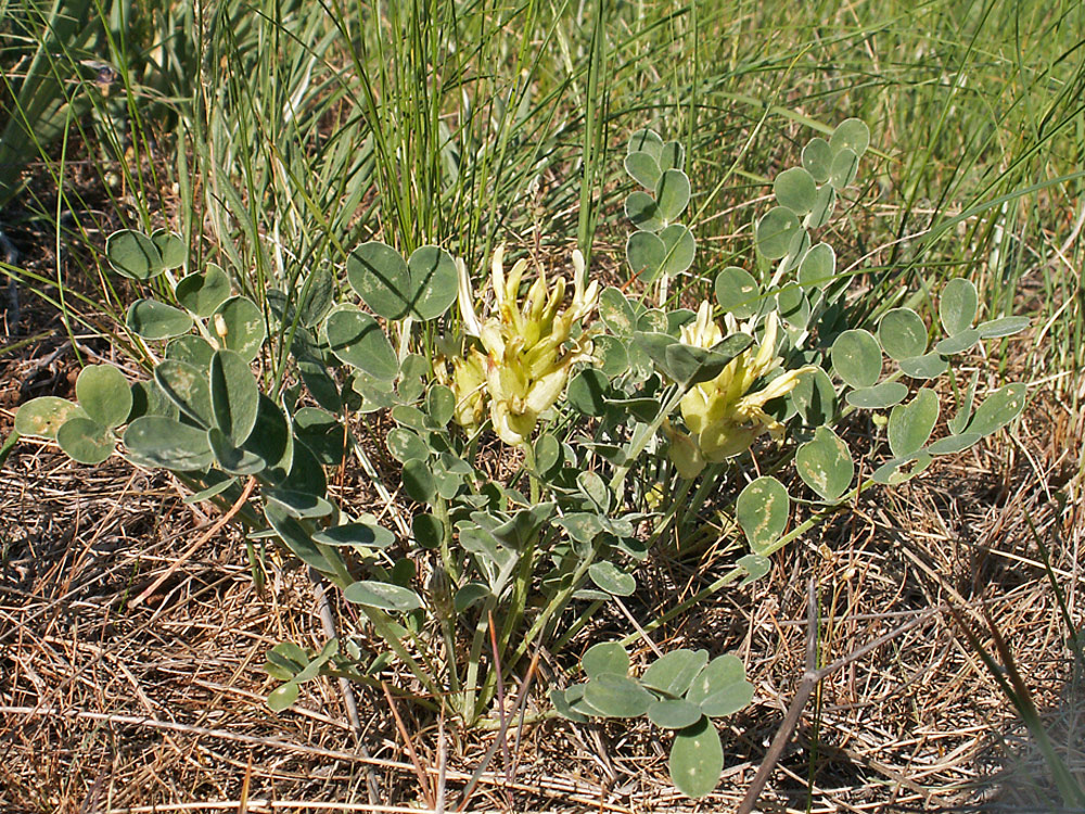 Изображение особи Astragalus calycinus.