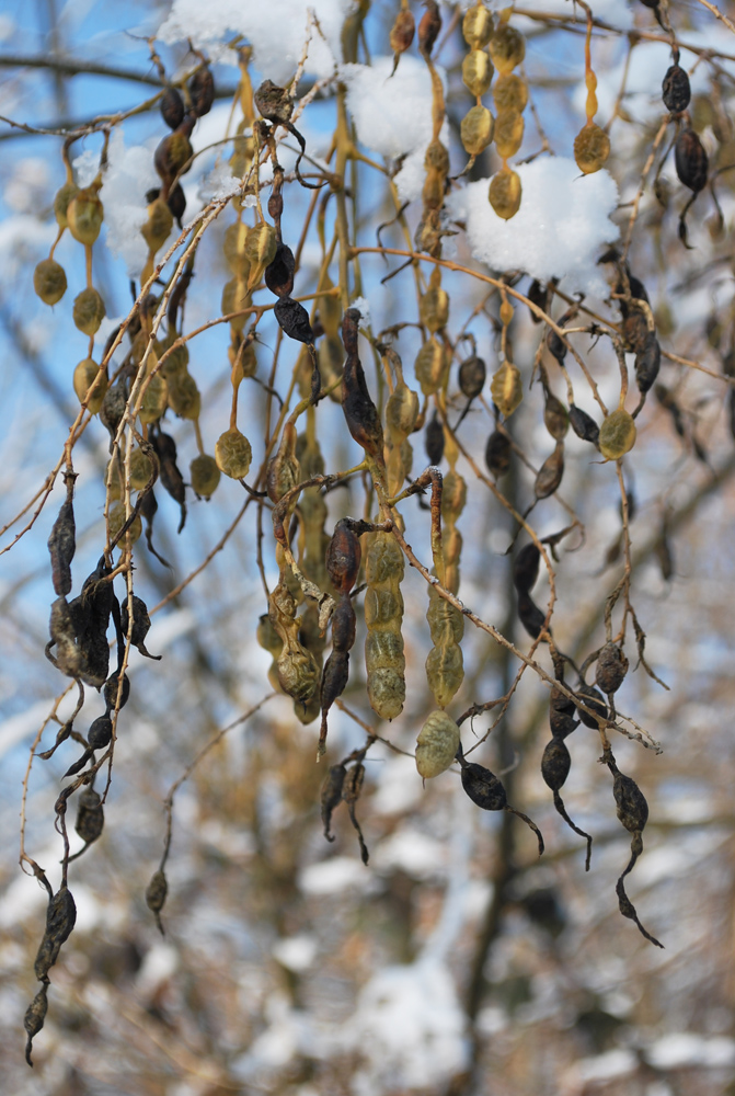 Изображение особи Styphnolobium japonicum.