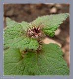 Lamium maculatum