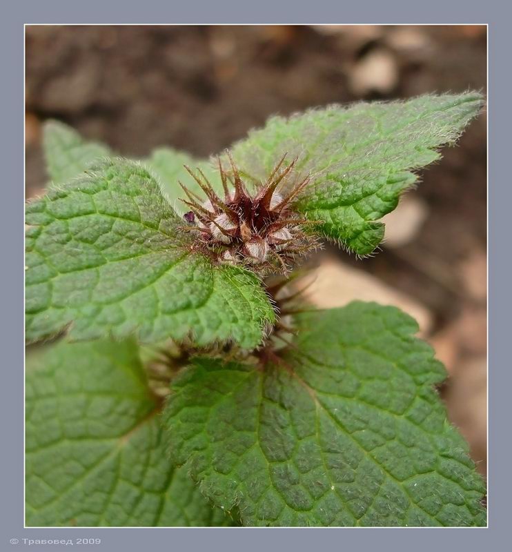 Image of Lamium maculatum specimen.