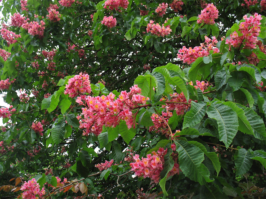 Image of Aesculus &times; carnea specimen.