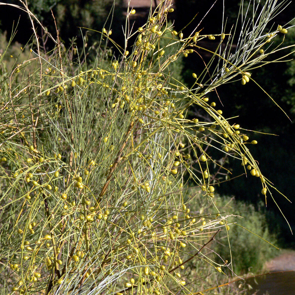 Image of Retama sphaerocarpa specimen.