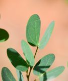 Bauhinia tomentosa