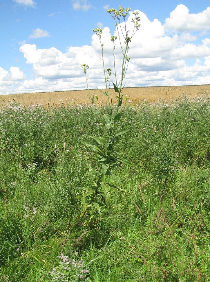 Изображение особи Sonchus palustris.