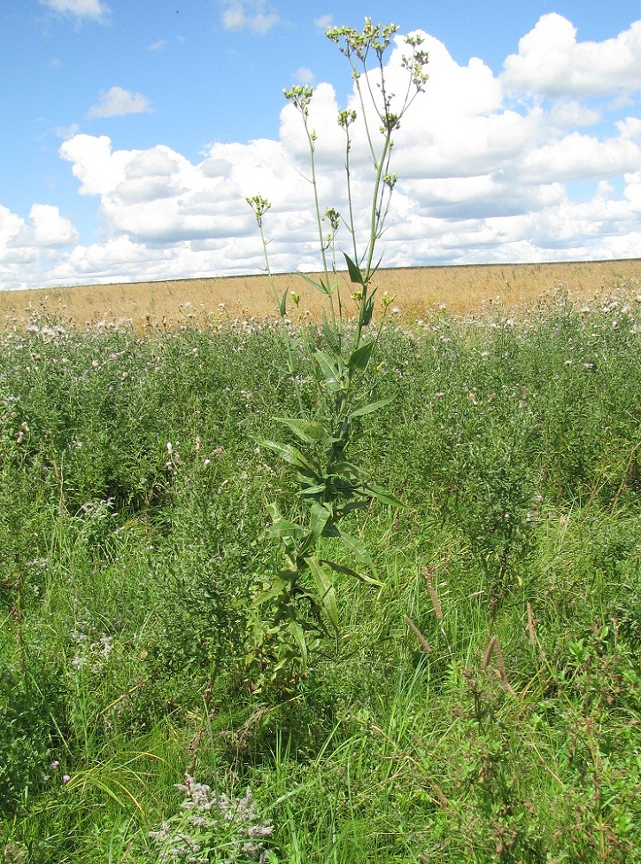 Изображение особи Sonchus palustris.