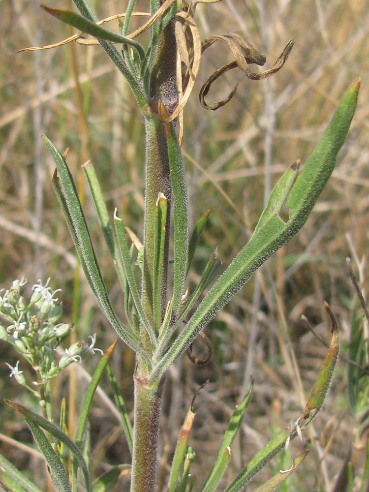 Image of Silene wolgensis specimen.