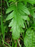 Senecio grandidentatus. Лист. Украина, г. Запорожье, пос. Солнечный, балка, поросший травой участок между деревьями. 29.09.2012.