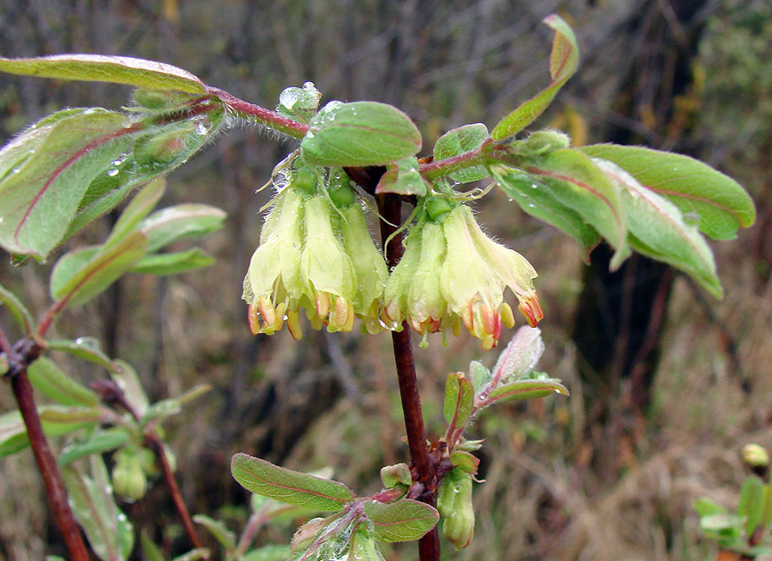 Image of Lonicera edulis specimen.