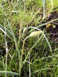 Tulipa ostrowskiana