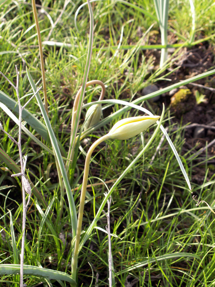 Image of Tulipa ostrowskiana specimen.