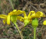 Senecio vernalis. Соцветия. Крым, Карадагский заповедник, степной склон к морю. 21 апреля 2013 г.
