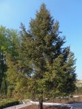 Pseudotsuga menziesii