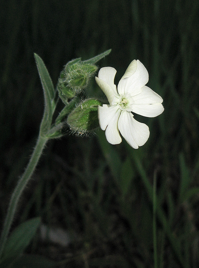 Image of genus Melandrium specimen.