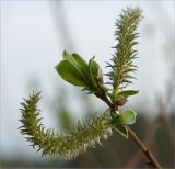 Salix myrsinifolia