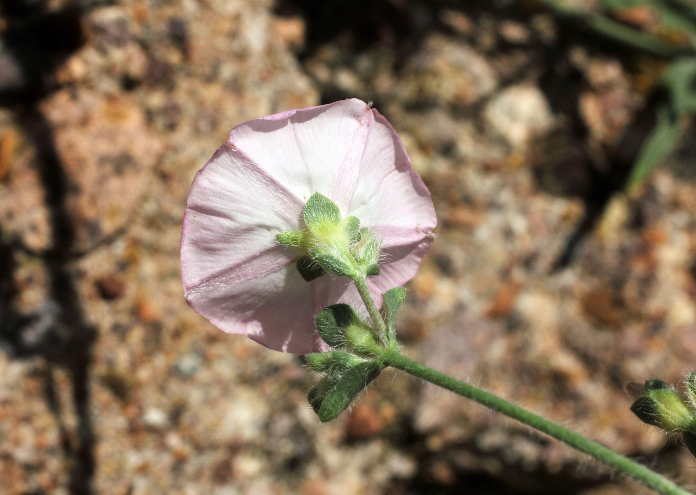 Изображение особи Convolvulus pilosellifolius.