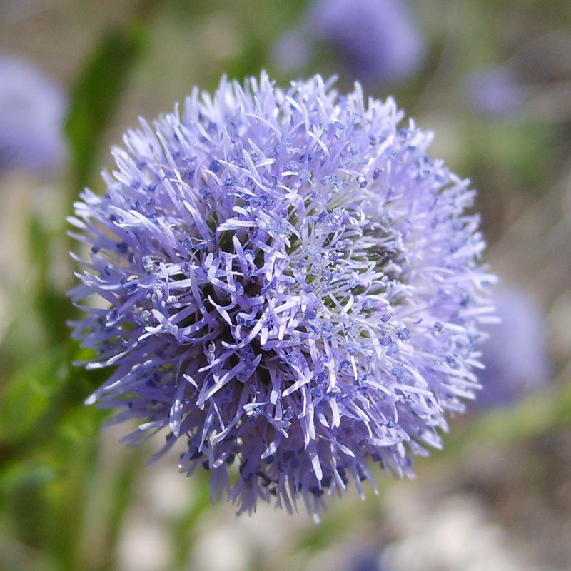 Image of Globularia bisnagarica specimen.