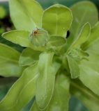 Calendula officinalis