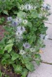 Eryngium alpinum. Цветущие растения. Москва, Ботанический сад МГУ. Конец июня.