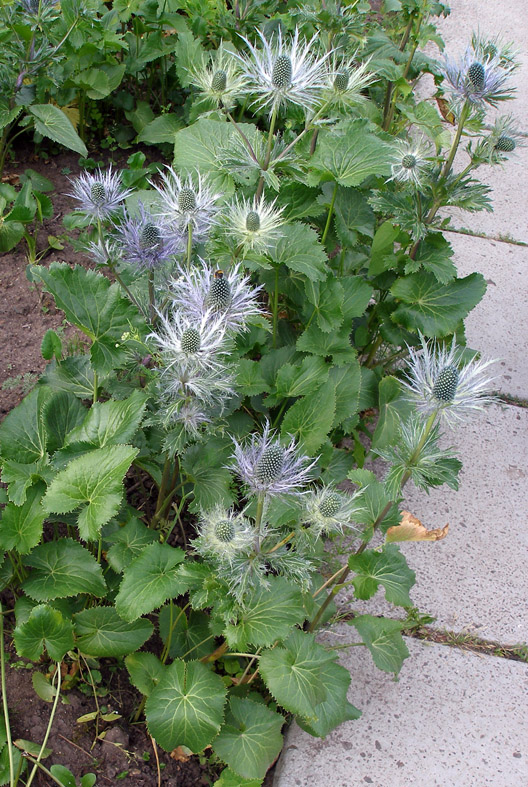 Изображение особи Eryngium alpinum.